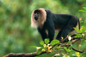 Vanera - egy shaggy macaque egy oroszlánfarkú Vanera - egy shaggy macaque egy oroszlánfarkú